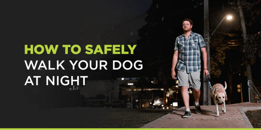 How to Safely Walk Your Dog at Night